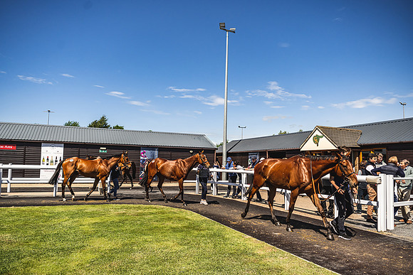 Goffs UK Spring Sale 22 Day 4-94