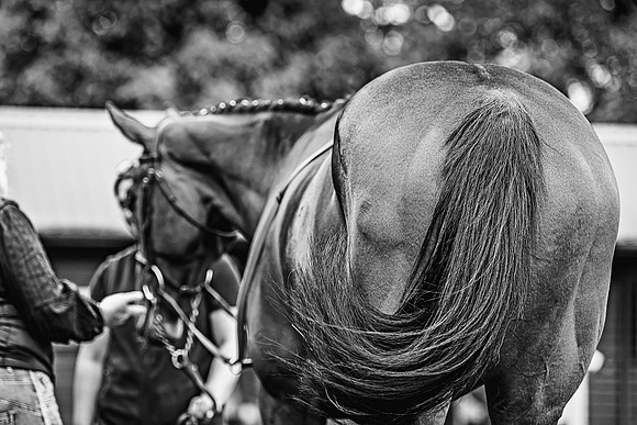 Goffs UK Spring Sale 22 Day 4-54