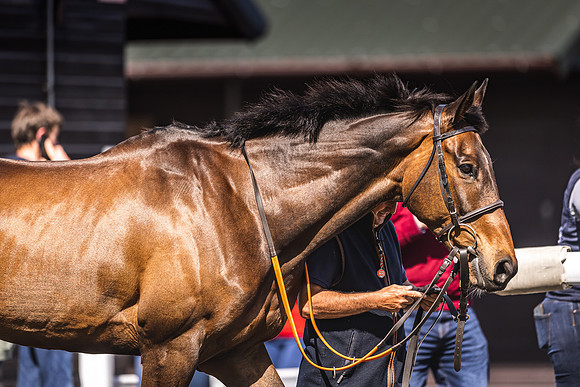Goffs UK Spring Sale 22 Day 4-112