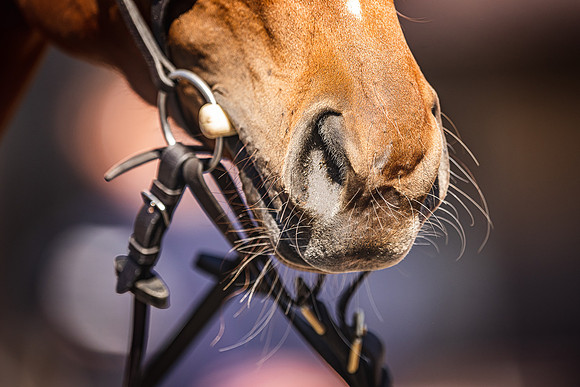 Goffs UK Spring Sale 22 Day 4-164