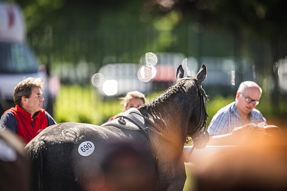 Goffs UK Spring Sale 22 Day 4-142