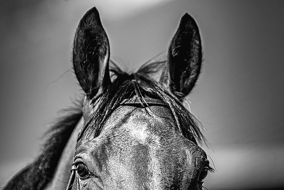 Goffs UK Spring Sale 22 Day 4-172