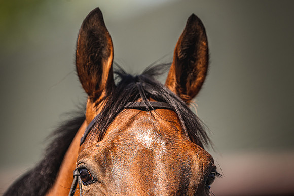 Goffs UK Spring Sale 22 Day 4-173