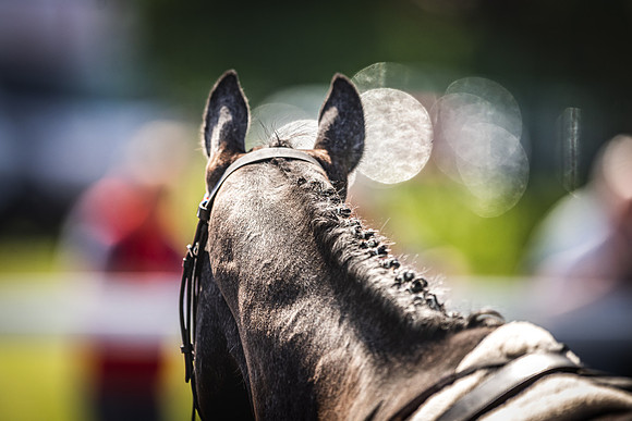 Goffs UK Spring Sale 22 Day 4-136