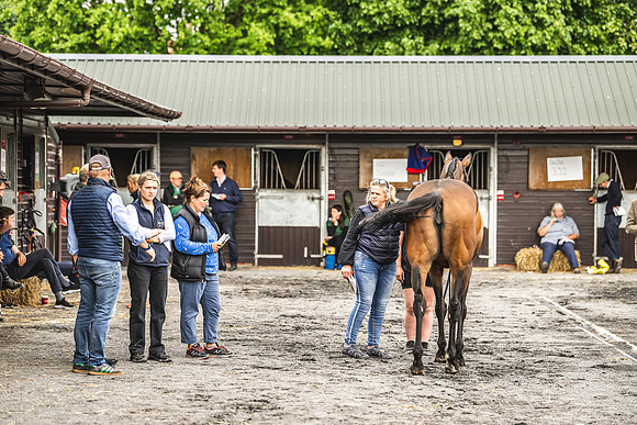 Goffs UK Spring Sale 22 Day 4-47