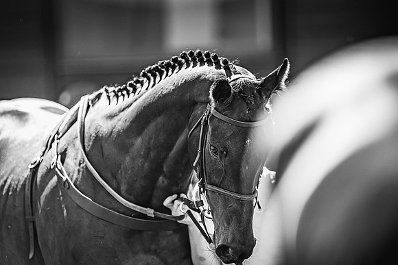 Goffs UK Spring Sale 22 Day 4-153