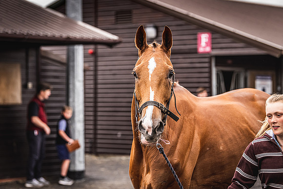 Goffs UK Spring Sale 22 Day 4-10