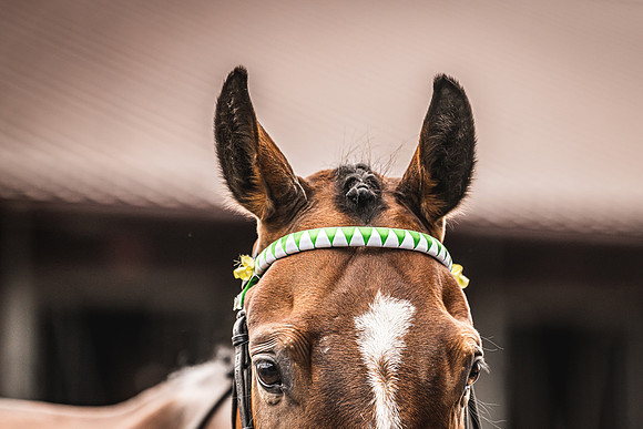 Goffs UK Spring Sale 22 Day 4-32