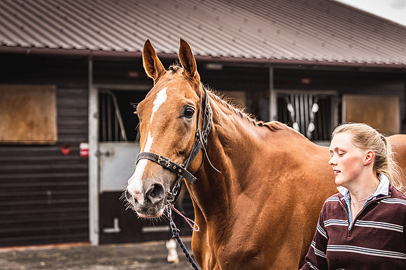 Goffs UK Spring Sale 22 Day 4-12