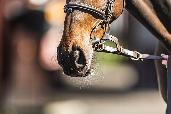 Goffs UK Spring Sale 22 Day 4-159