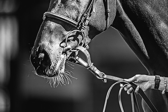 Goffs UK Spring Sale 22 Day 4-156