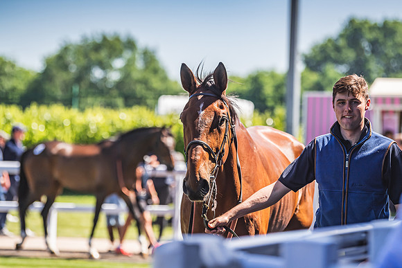 Goffs UK Spring Sale 22 Day 4-100