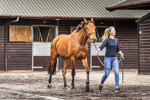 Goffs UK Spring Sale 22 Day 4-52
