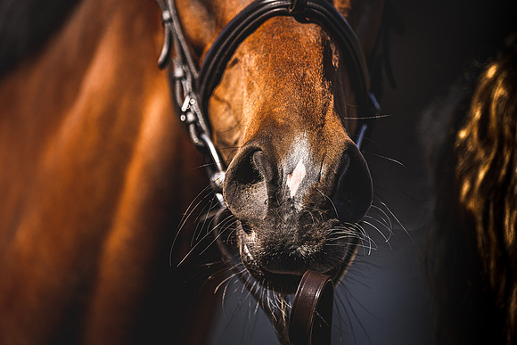 Goffs UK Spring Sale 22 Day 4-171