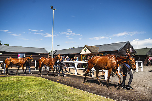Goffs UK Spring Sale 22 Day 4-95