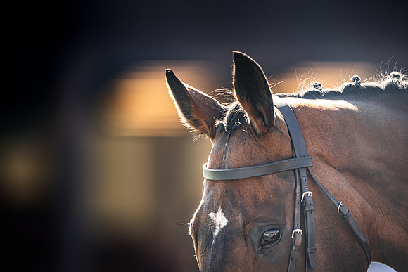 Goffs UK Spring Sale 22 Day 4-177