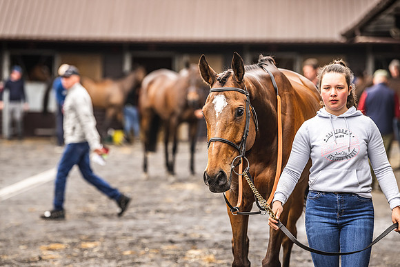 Goffs UK Spring Sale 22 Day 4-1
