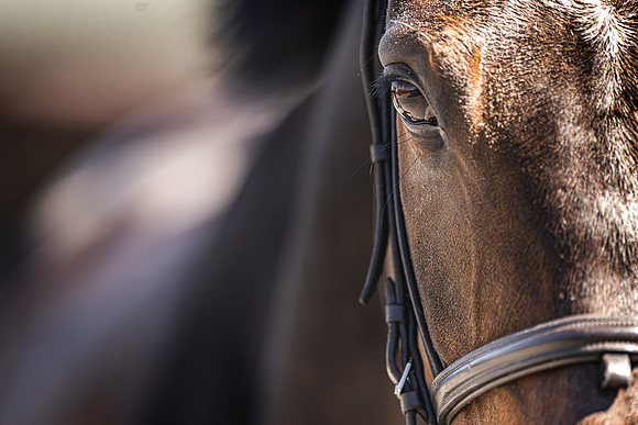 Goffs UK Spring Sale 22 Day 4-162