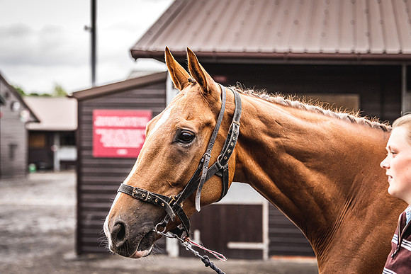 Goffs UK Spring Sale 22 Day 4-14