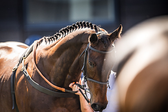 Goffs UK Spring Sale 22 Day 4-154