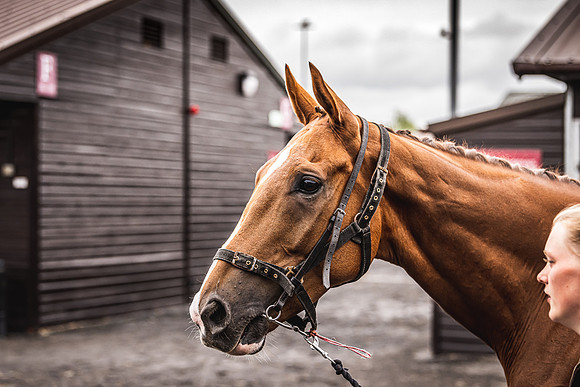 Goffs UK Spring Sale 22 Day 4-15