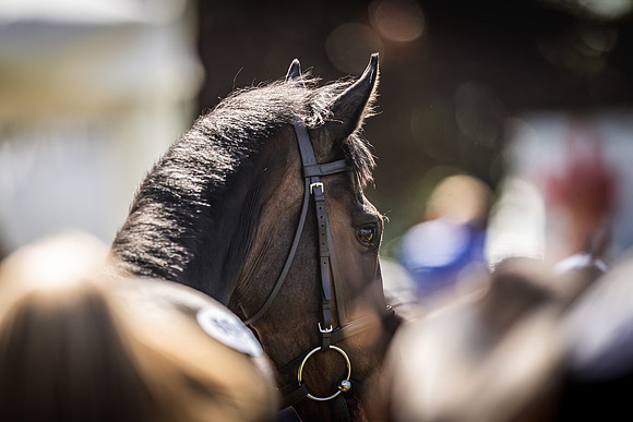 Goffs UK Spring Sale 22 Day 4-146
