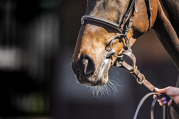 Goffs UK Spring Sale 22 Day 4-158