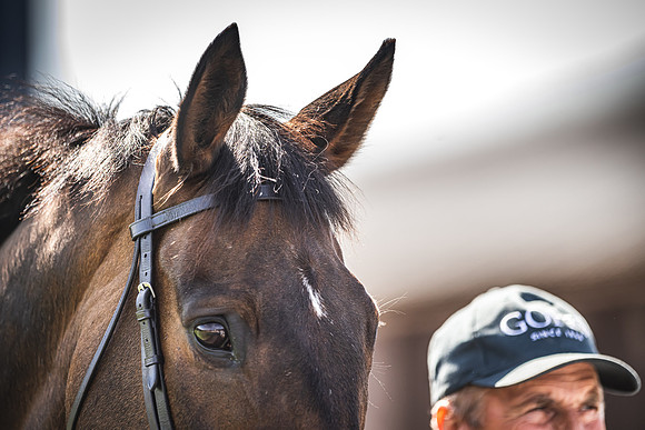 Goffs UK Spring Sale 22 Day 4-152