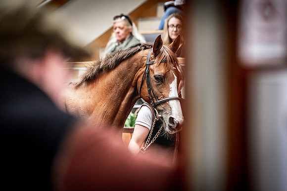 Goffs UK Spring Sale 22 Day 4-78
