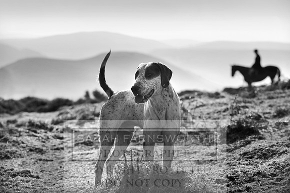 hound on moor  bw