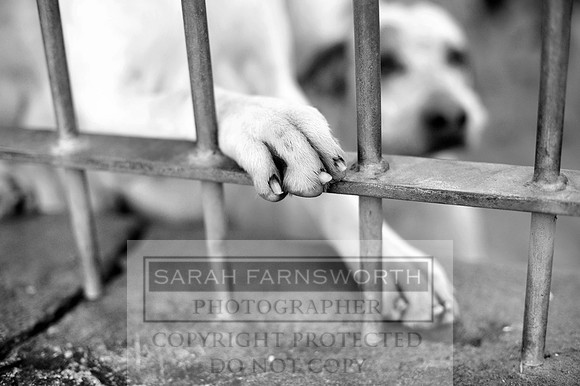 NCH kennels 005 bw