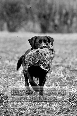 Broadmoor shoot 065 bw