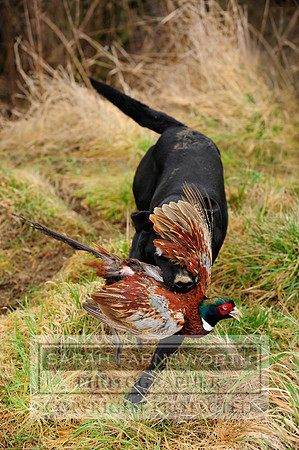 Copy (2) of Broadmoor shoot 016