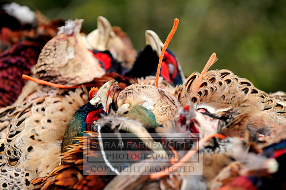 Copy of Broadmoor shoot 063