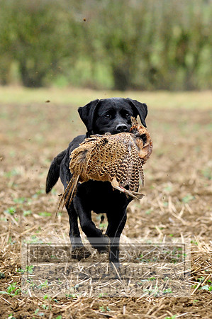 Copy of Broadmoor shoot 065