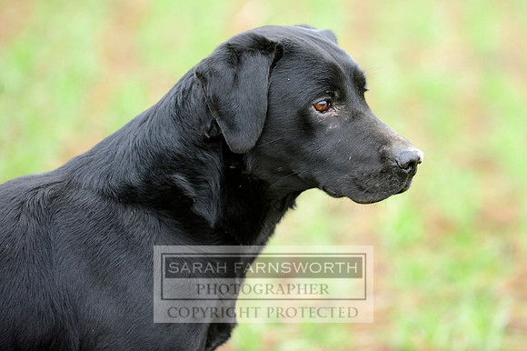 Broadmoor shoot 012