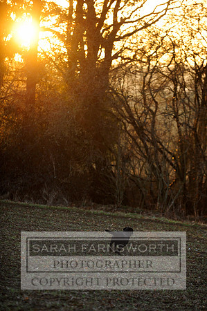 Broadmoor shoot 167