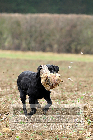 Copy (2) of Broadmoor shoot 064