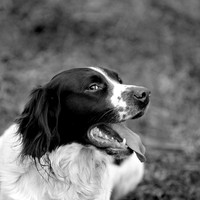 Beating at Broadmoor 008 bw