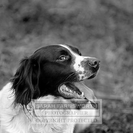 Beating at Broadmoor 008 bw