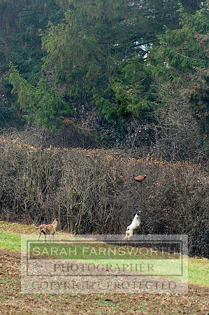 Broadmoor shoot 061