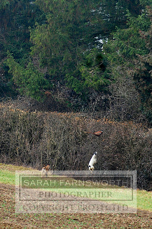 Broadmoor shoot 062