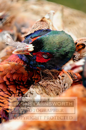 Broadmoor shoot 070