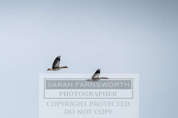 Roxby Shoot January 2019-35