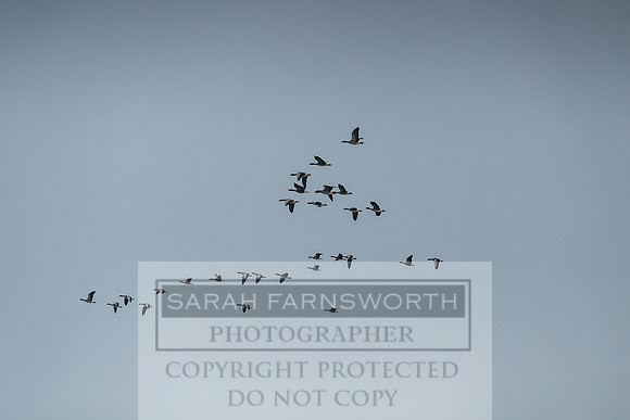 Roxby Shoot January 2019-28