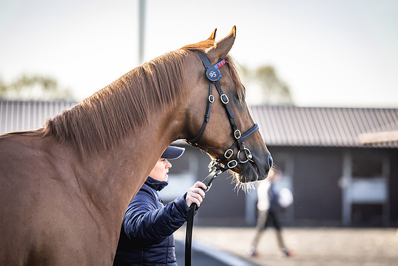Goffs UK Breeze Up 2022-3