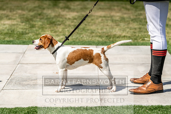 Builth Hound Show 2019-163