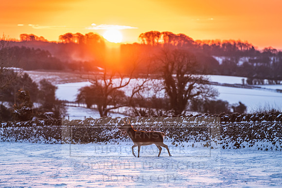 Snowy Cotswolds January 2021-5