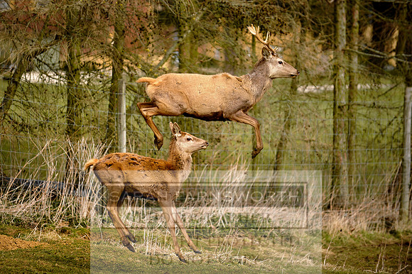 northwick spring stag