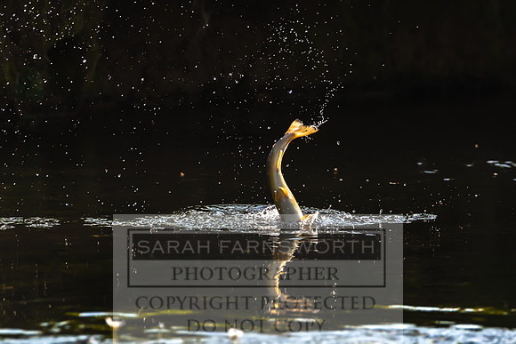 Mayfly Hatch and Brown Trout 2020-48